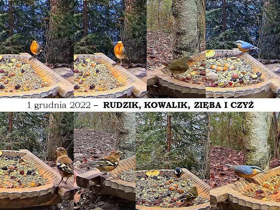 livebirdspoland_396291b1cca69625832e246f68256312.jpg