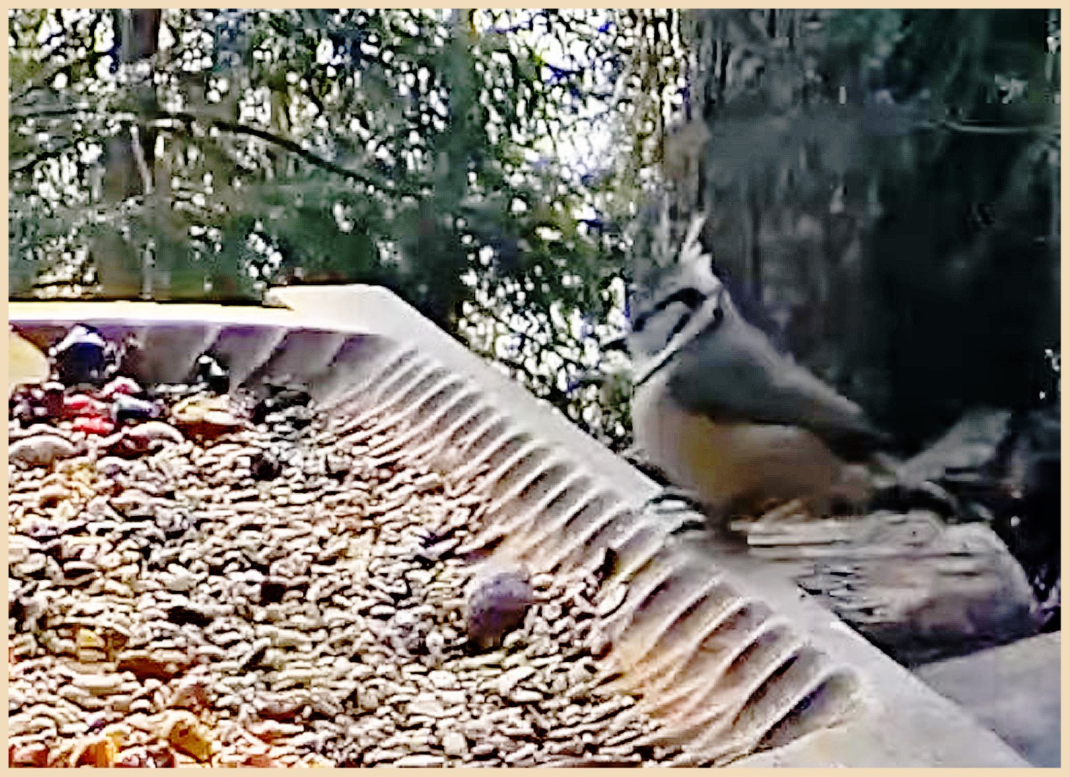 livebirdspoland_ffa2dc33c81a4b54e24f17c250435944.jpg