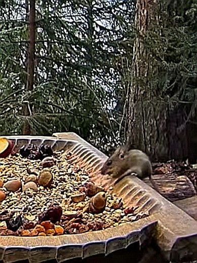 livebirdspoland_5b6d3725120a4895da15b232c30c630f.jpg