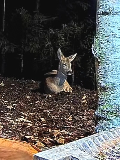 livebirdspoland_414b0ec395a630339ccde8ff7026d7f0.jpg