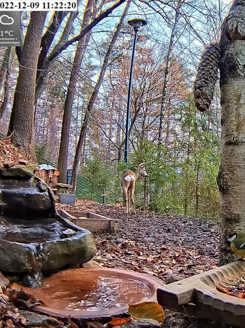 livebirdspoland_16404c34fe70889c1a2358795e04cb53.jpg