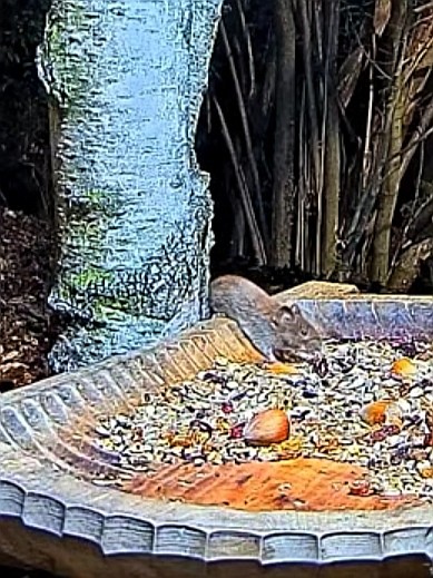 livebirdspoland_9b1575d0e1beb73926e99a41d656b319.jpg