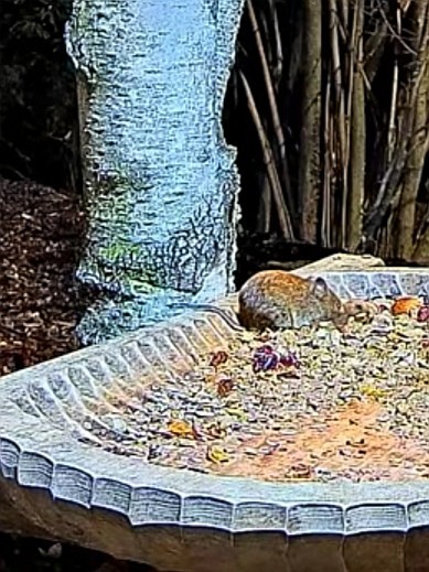 livebirdspoland_7ba933b08aea91f80942e243ad134153.jpg