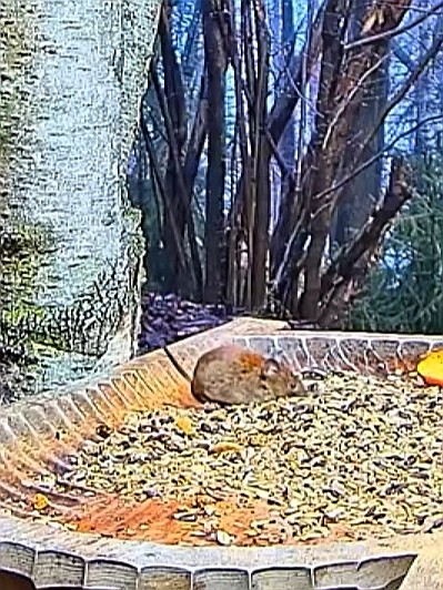 livebirdspoland_5f1deb0c6c3a01515edab513fb295aba.jpg