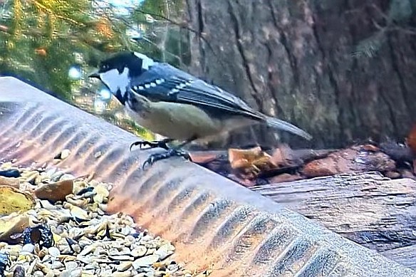 livebirdspoland_8a5c34d7974a0d0ea4910cf64aa96140.jpg
