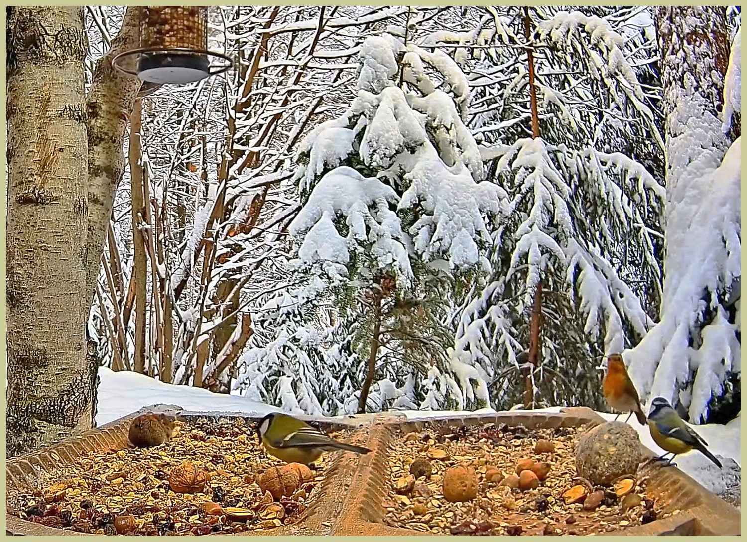 livebirdspoland_461a3d006809207349c7c6f6340a4fd3.jpg