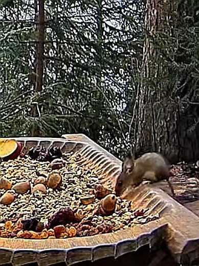 livebirdspoland_334c4dc5a58a53ec29d74b9da47bd505.jpg