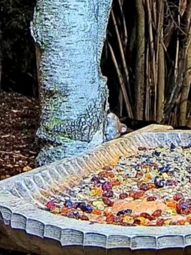 livebirdspoland_80b34e58f00354e114e19e348b10c655.jpg