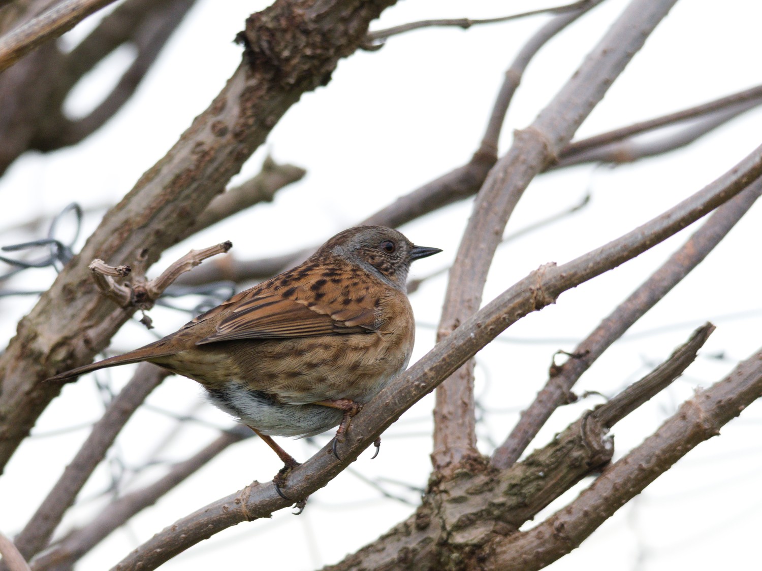 livebirdspoland_d2216ec4062a5bb3e4c5405880dd8476.jpg