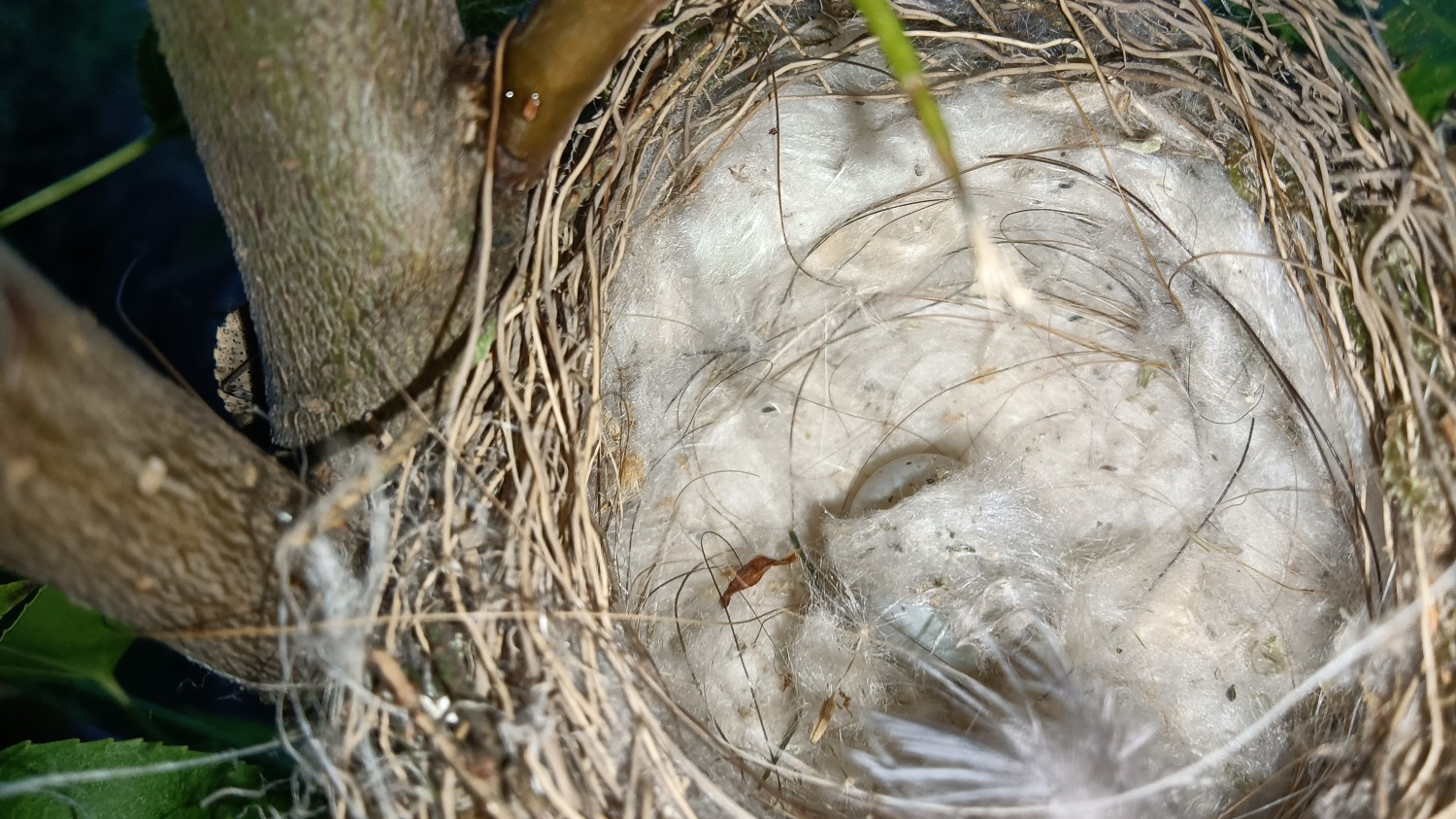 livebirdspoland_1de457991ed1c9f63682c90ab8e02960.jpg