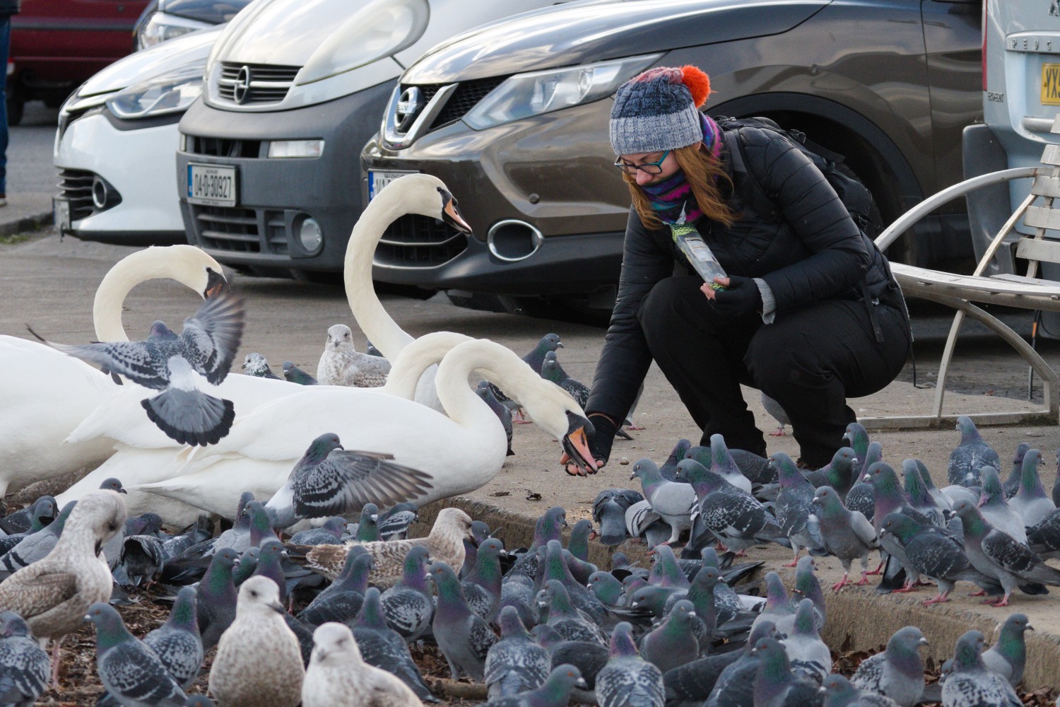 livebirdspoland_829a229f7c9d674a7ed9b3b504a14589.jpg