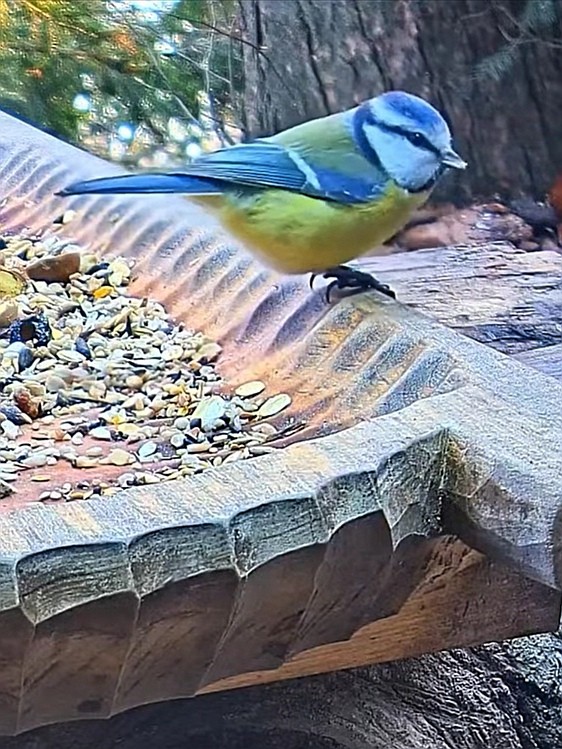 livebirdspoland_a2b3f05f6ac0d375dd0f5e94d7e34a0e.jpg