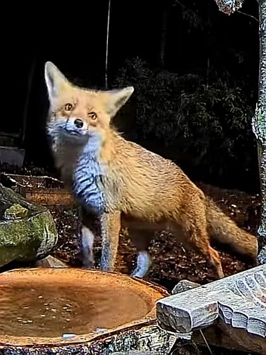 livebirdspoland_704b93470fdb25a59007ea6e15bd5513.jpg