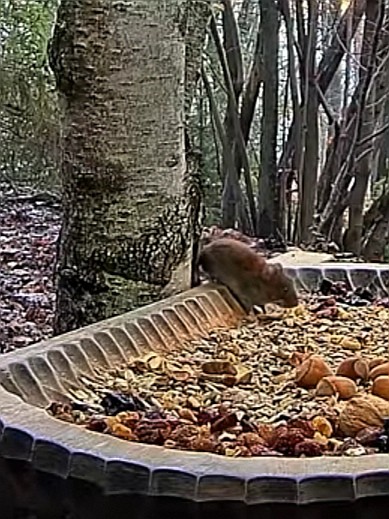 livebirdspoland_5182b10277dfa6ae139412b6f2c6dcc1.jpg