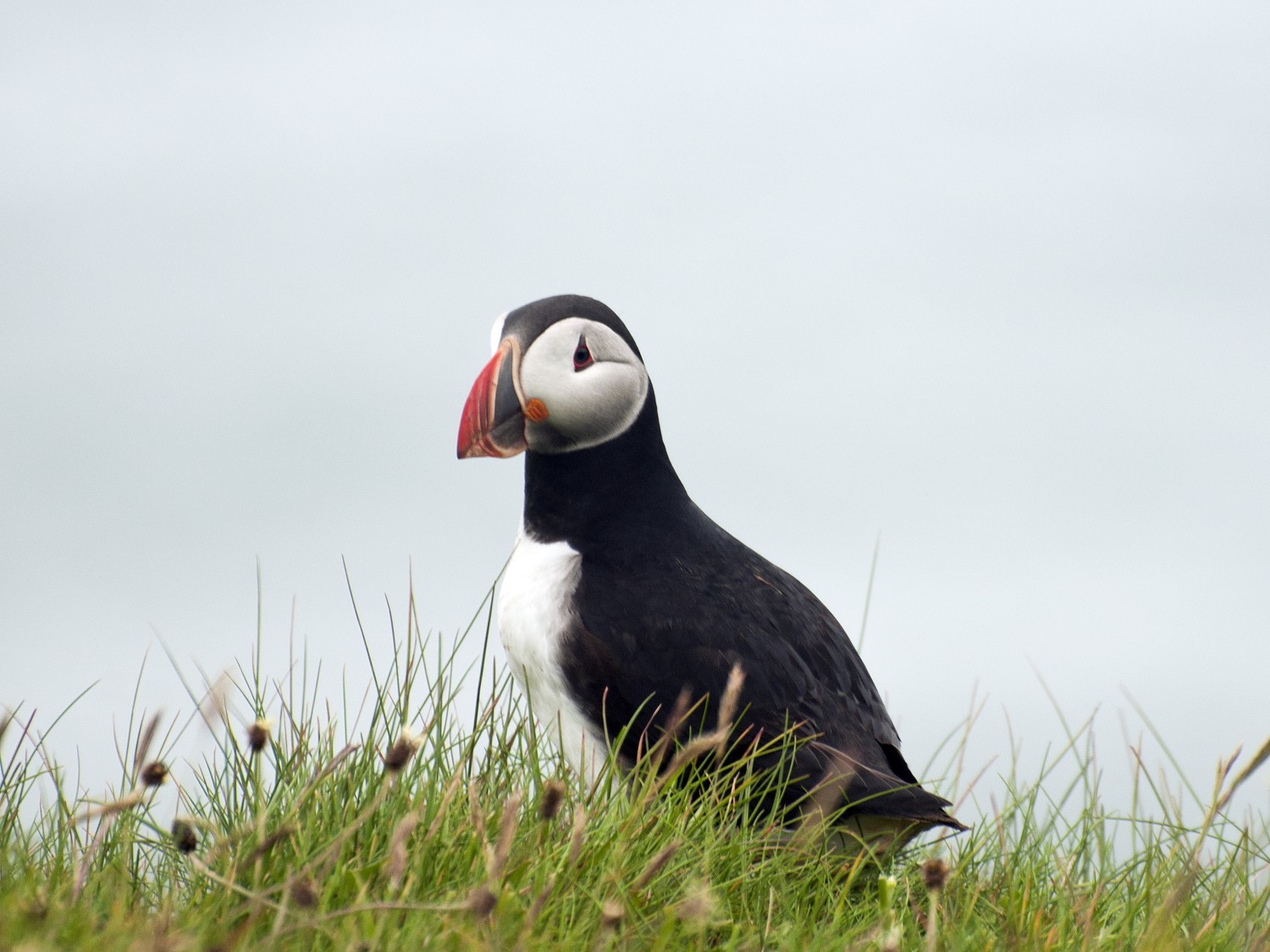 livebirdspoland_f74e1cfea8eb396565cfa37dce39287e.jpg
