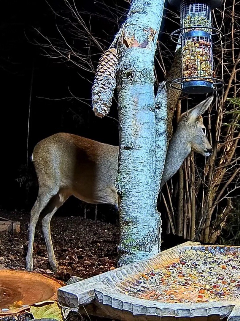livebirdspoland_3d5fa67d8376a9b991c5aab1ff843766.jpg