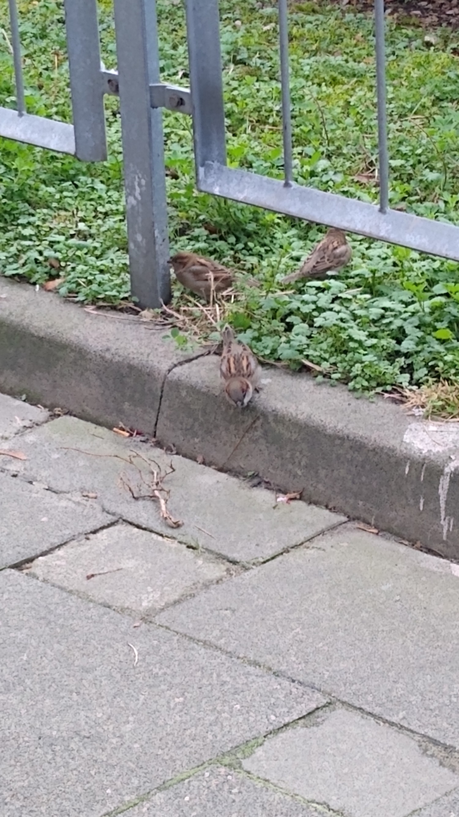livebirdspoland_1447b1d0d1748d86327b36018458029c.jpg