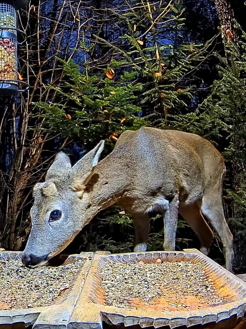 livebirdspoland_93aa0c00dffba7875ce626531c52114e.jpg