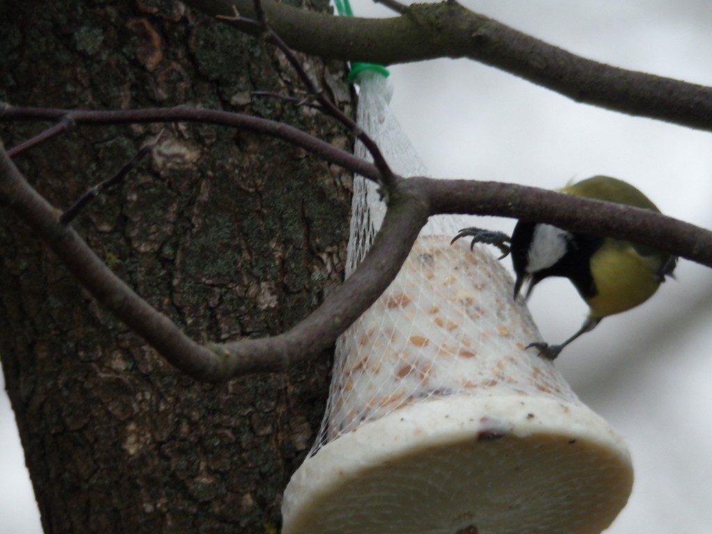 livebirdspoland_5fd72c12830a60cd4f9b30e762f6bb15.jpg