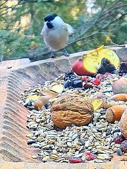 livebirdspoland_83fcdab1ebe48d74731edc759f2c78c6.jpg