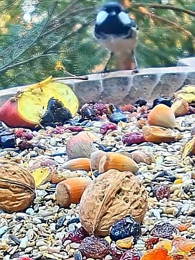 livebirdspoland_d930aeae4c093e8854e7d84fecc52ec0.jpg