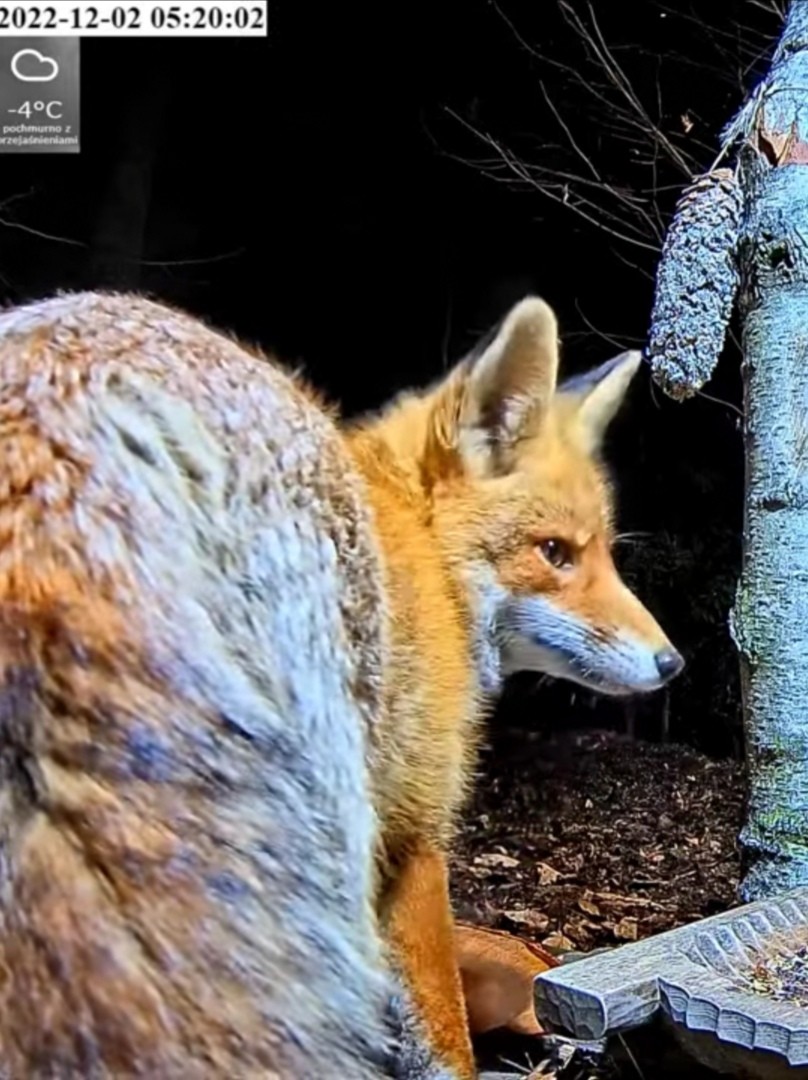 livebirdspoland_af4343c918b3eee0f54a2f1f7fbedfac.jpg