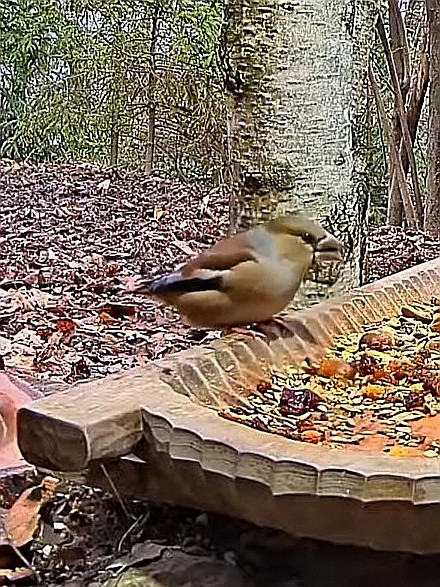 livebirdspoland_14c539160c9228b15d275549070c2e2b.jpg