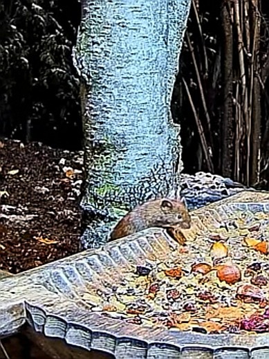 livebirdspoland_29503d89c7e6c6baa1f51388d8532cf6.jpg