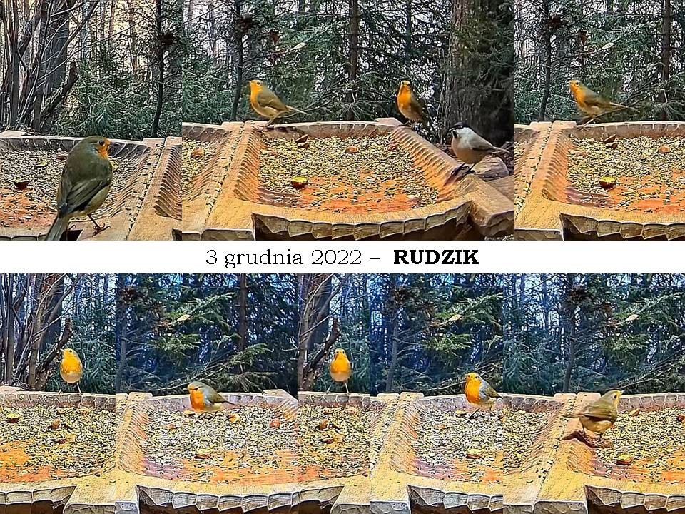 livebirdspoland_3a9f3dfa6eaf5594ba6ae62aaee4d8cd.jpg