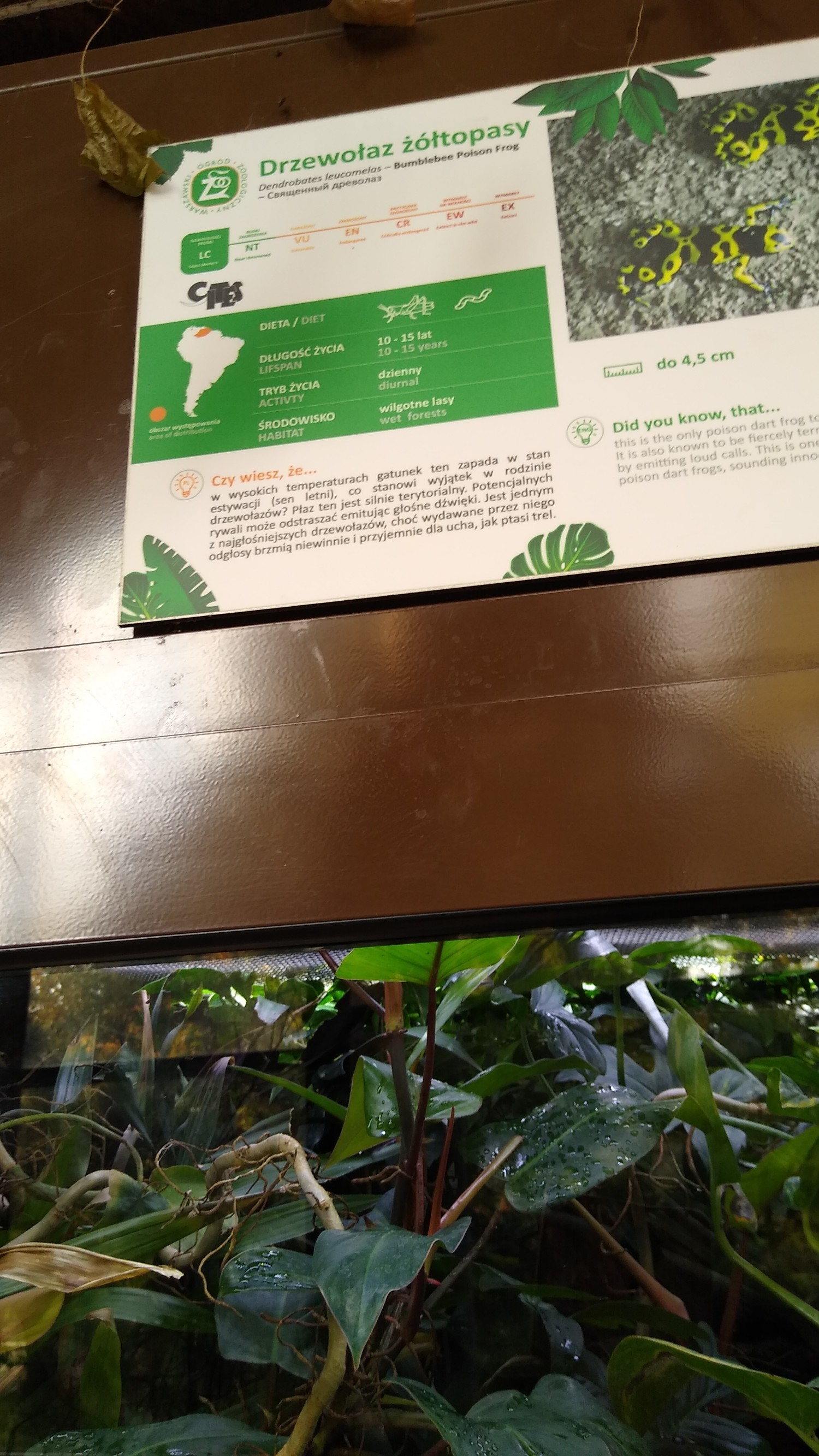 livebirdspoland_acf581735ce5b756bffb30ca4711a12e.jpg