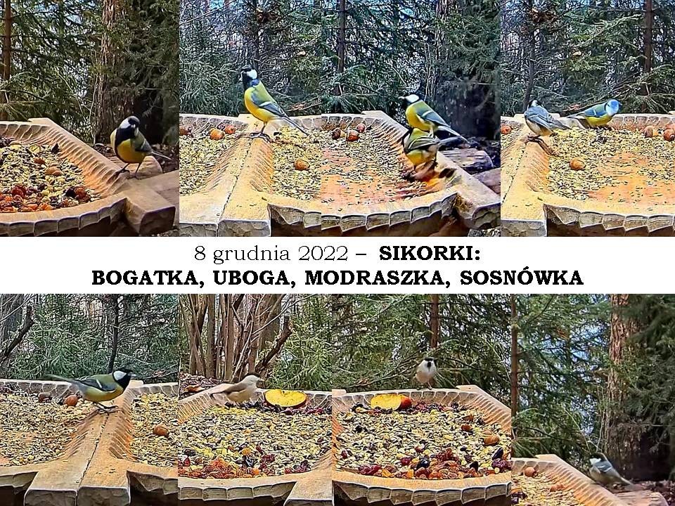 livebirdspoland_ea315ce639fc738980f04403290ad7b7.jpg