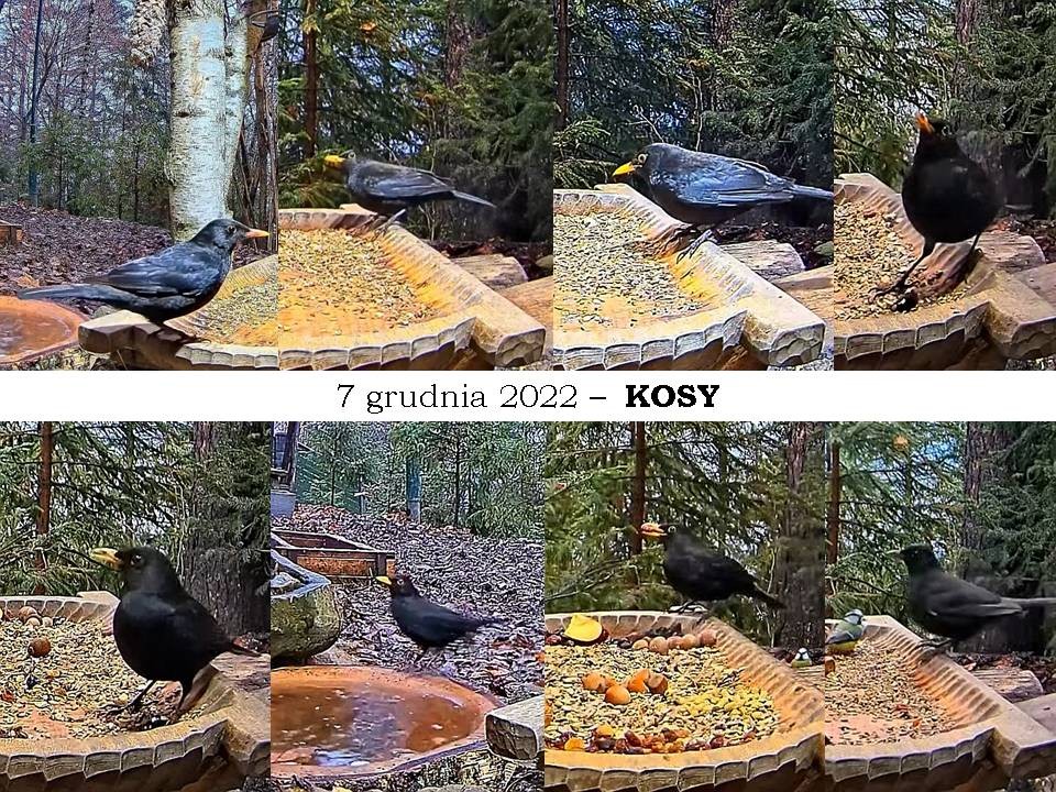 livebirdspoland_582bb84b760e6ed0ca15a2c7c2f07e4b.jpg