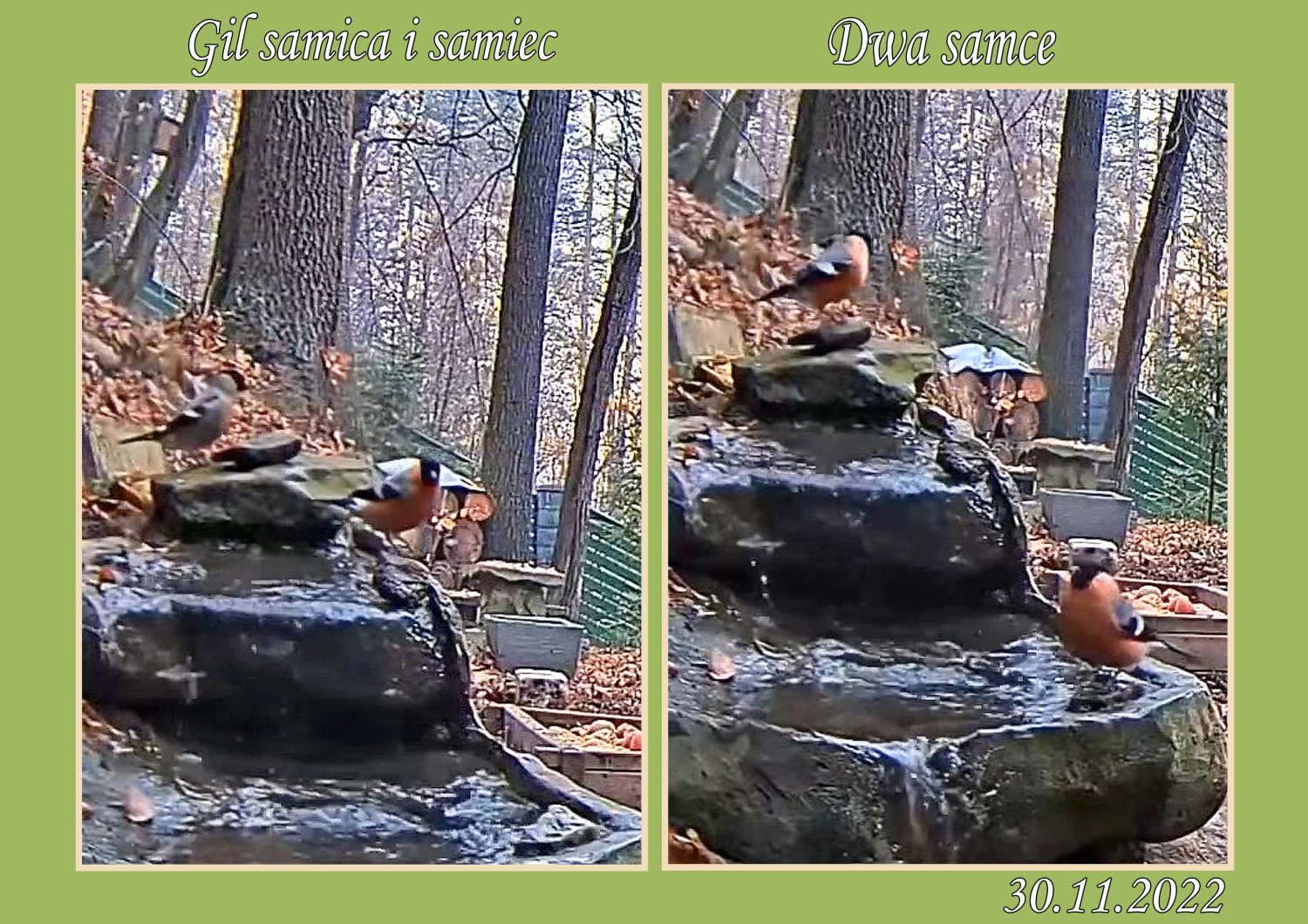 livebirdspoland_2f523a2226f4f9f7e2b2a35fe3f6798e.jpg