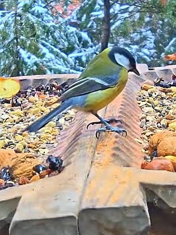 livebirdspoland_8b1d0f2c2d022ad56097432df3694597.jpg