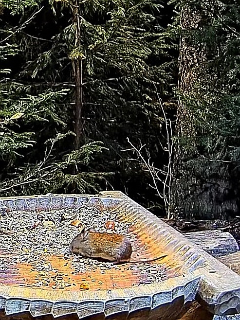 livebirdspoland_1a16c7e888821aaee6b8a460637f2e45.jpg