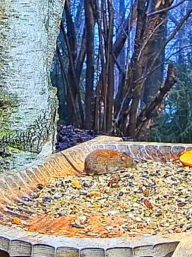 livebirdspoland_61dd2990b4f834036e07a49e2688ec76.jpg