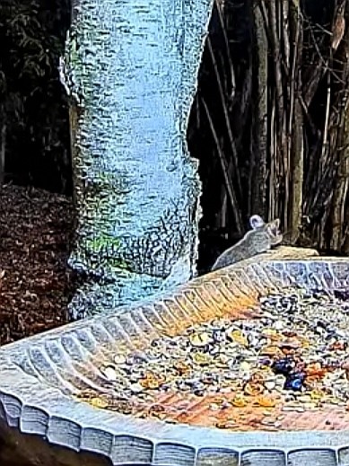 livebirdspoland_76d19fd79b4bad9a28ba19b3d539c1db.jpg
