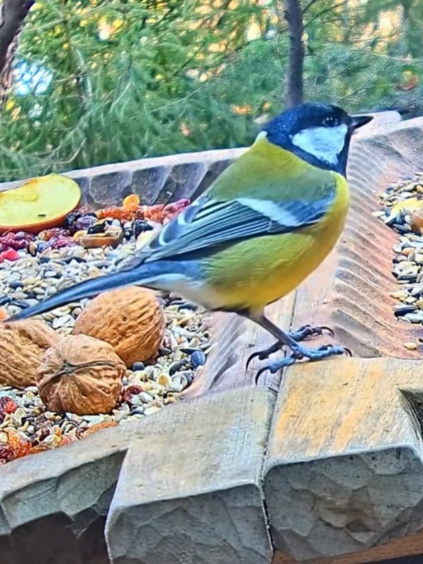 livebirdspoland_f6a5091677306a36e88308b1179407fb.jpg