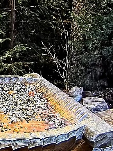 livebirdspoland_4c331d755ef4b988b55f83763265128e.jpg