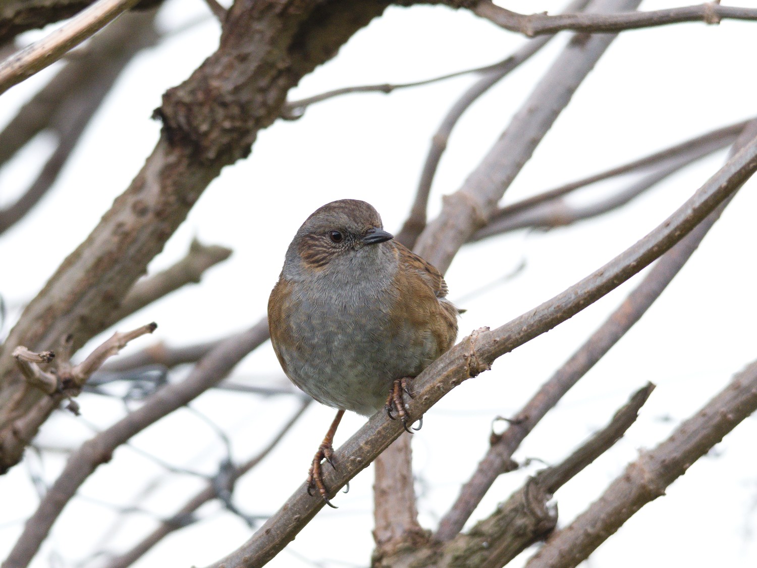 livebirdspoland_750accb0abcd948b5a60e51a1f605881.jpg