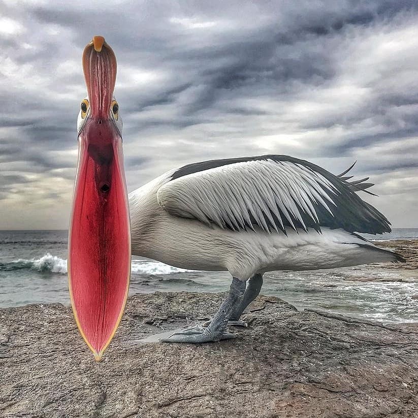 livebirdspoland_78f02a2f1d0be5f1699aa14a29dce0fe.jpg