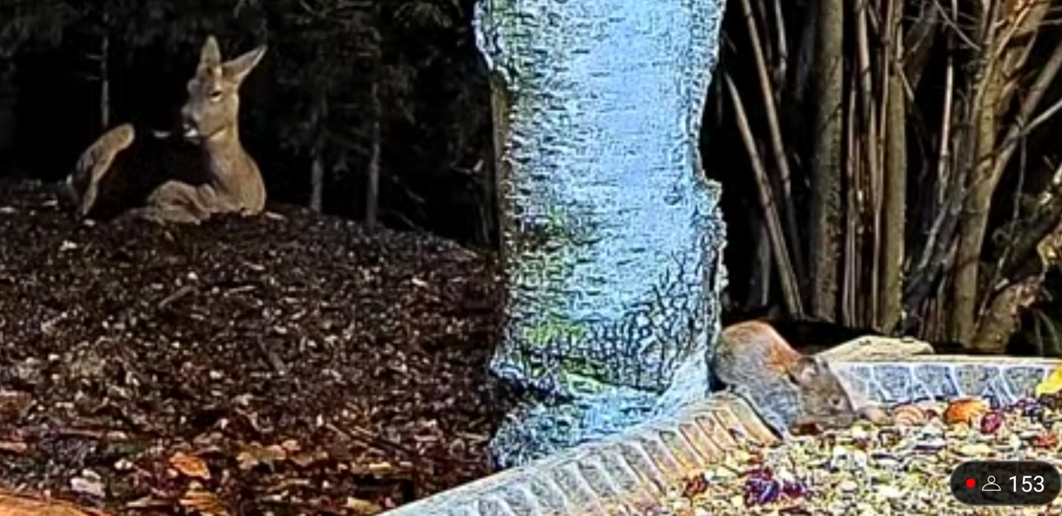livebirdspoland_cf35c1f88e01d7d90745058825254424.jpg