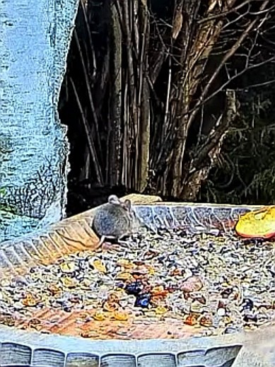 livebirdspoland_7036217b14fc3803d6e953bf8a774f4b.jpg