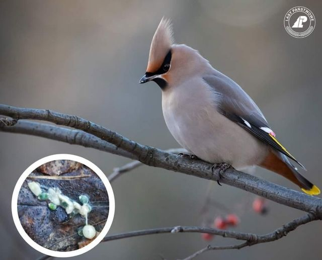 livebirdspoland_cd65ebcffd5418d318cd73fd78979d70.png