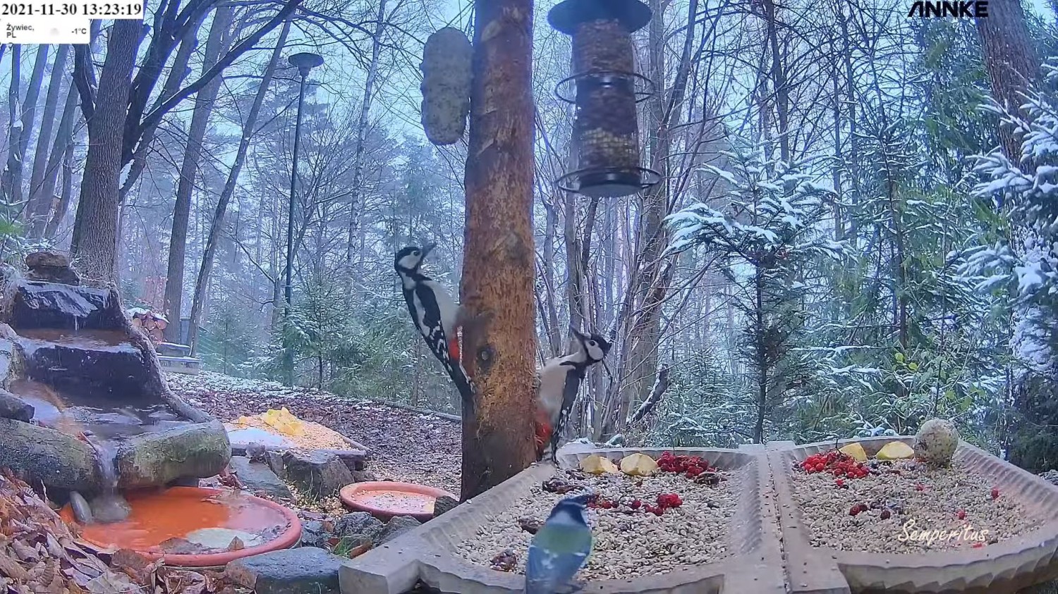 livebirdspoland_5b83c9cfafae4dee13969c467166f61a.jpg