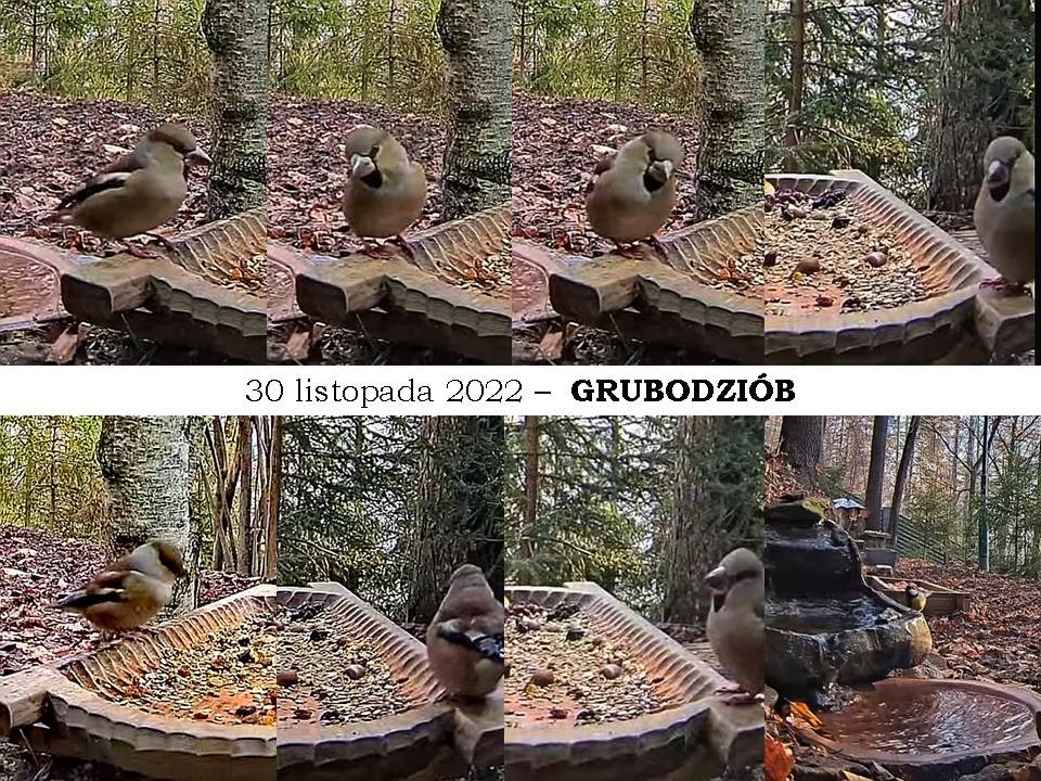 livebirdspoland_fa8f6f41c468be1f6df770496e3274d6.jpg