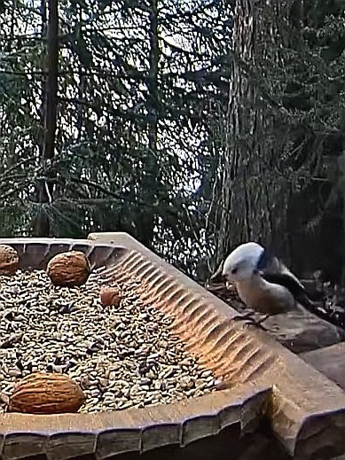 livebirdspoland_abcc26c8249fd38651c55e7772c06f8e.jpg
