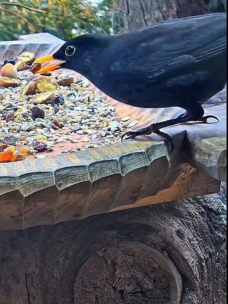 livebirdspoland_02ca572fa7adba842bed5f3f5a0dd26f.jpg