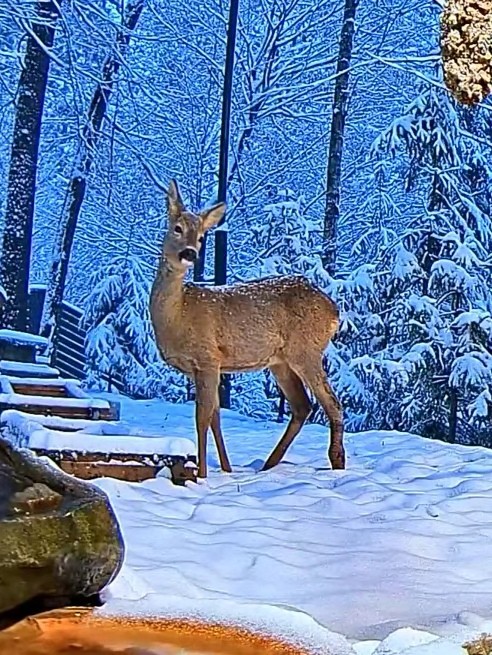 livebirdspoland_db4d3592601b6c34d43063a22470af71.jpg
