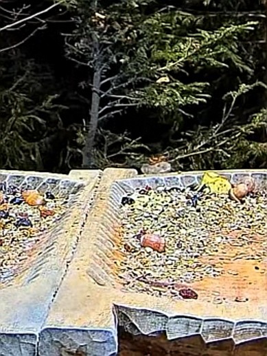 livebirdspoland_02096bb4e8d1e8b7004e7d9049f855b4.jpg